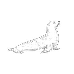 海